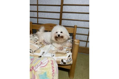 販売中のビションフリーゼの親犬